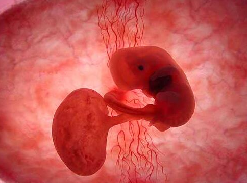 试管婴儿胚胎移植成功率都是60%左右
