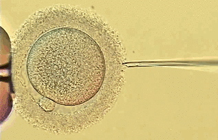 多胚胎试管婴儿成功几率
