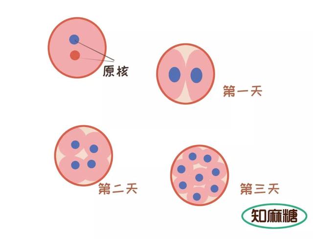 试管婴儿内容 试管婴儿内容