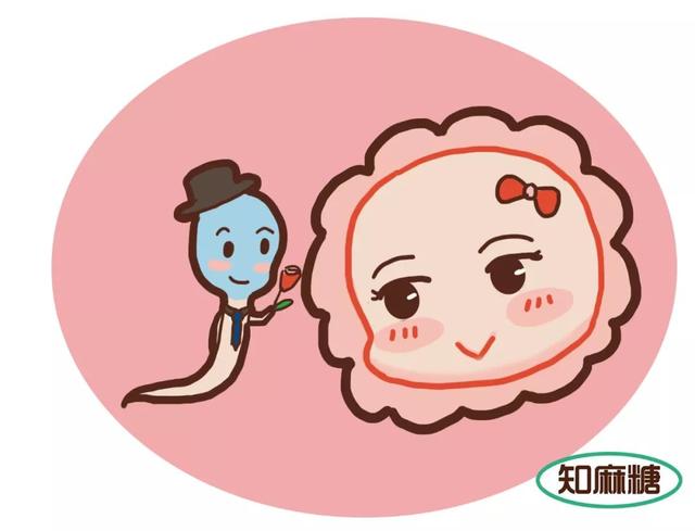 试管婴儿内容 试管婴儿内容