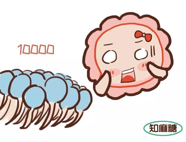 试管婴儿内容 试管婴儿内容
