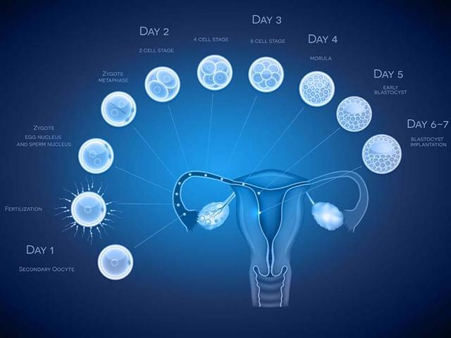 女人做试管婴儿的年龄 女人做试管婴儿的年龄