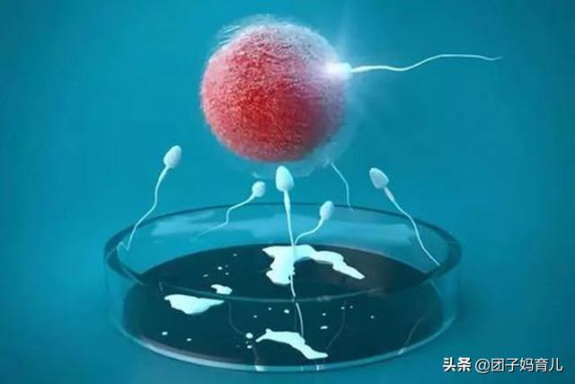 成孕试管婴儿 成孕试管婴儿