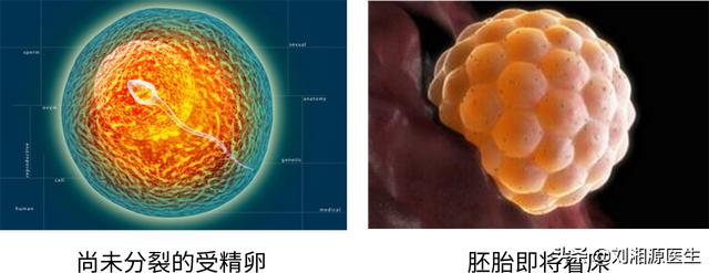 试管婴儿打瑞白的作用移植后打白特喜的作用