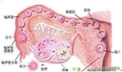 试管婴儿打瑞白的作用 试管婴儿打瑞白的作用