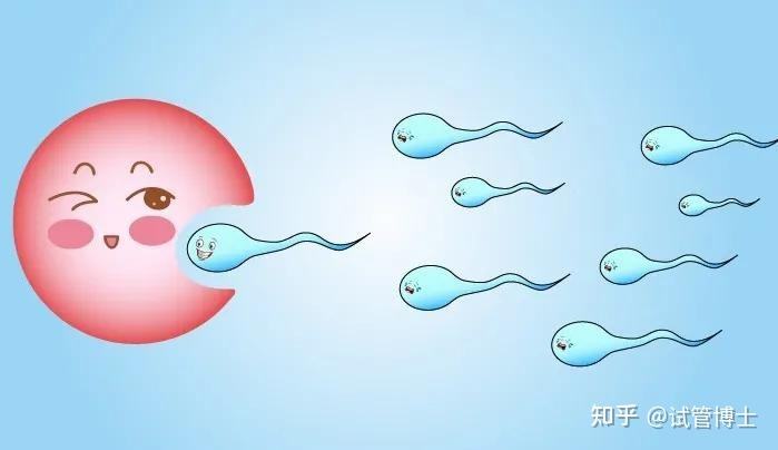 哪些人不适合做试管婴儿(女人什么情况必须做试管婴儿)