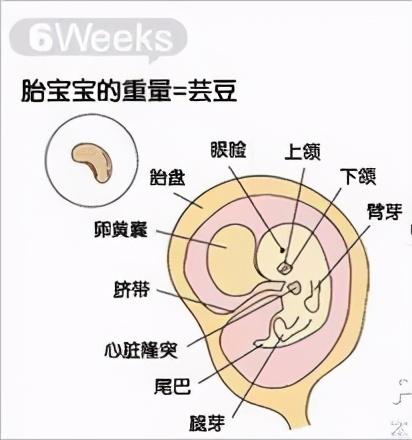 试管婴儿e超 试管婴儿e超