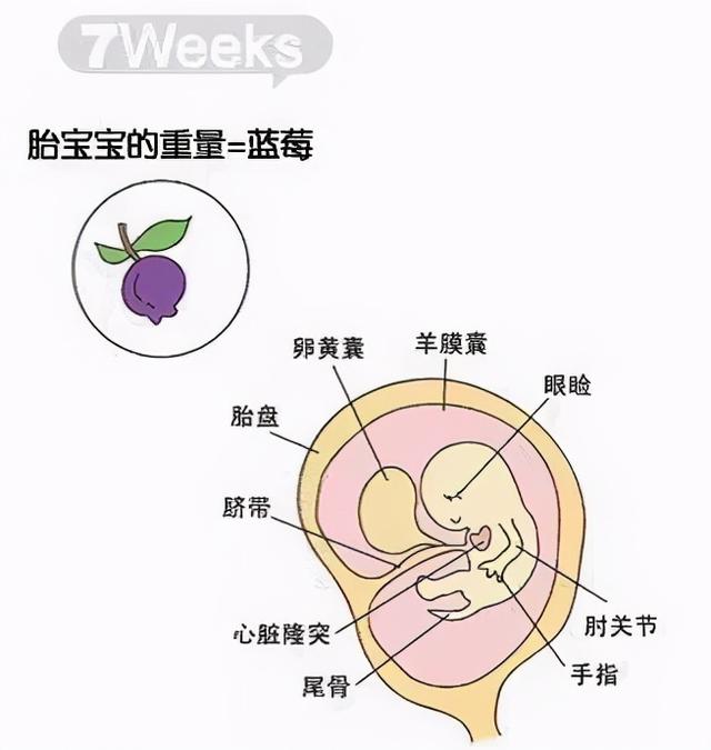 试管婴儿e超 试管婴儿e超