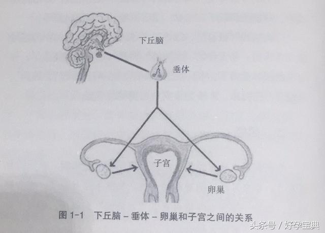 停经了能做试管婴儿吗(停经还能不能做试管)