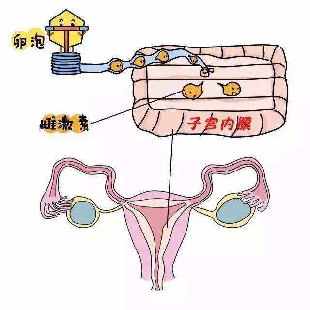 子宫肌症试管婴儿吗(40岁试管婴儿腺肌症)
