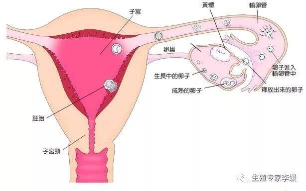试管婴儿人工授精区别(人工授精成功率)