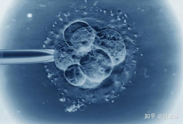 试管婴儿降调月经(试管婴儿降调什么意思)