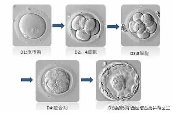 试管婴儿受精卵(试管婴儿二代)