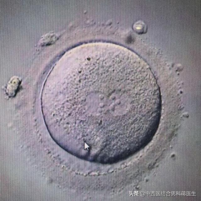试管婴儿受精卵 试管婴儿受精卵