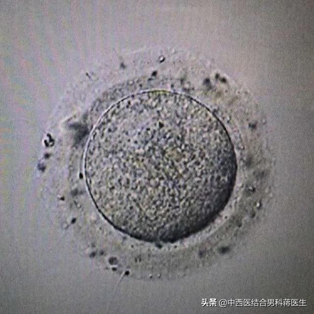 试管婴儿受精卵 试管婴儿受精卵