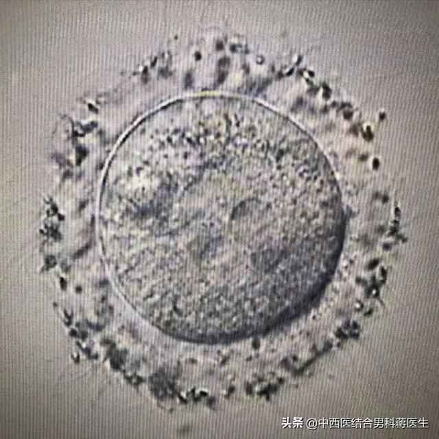 试管婴儿受精卵 试管婴儿受精卵