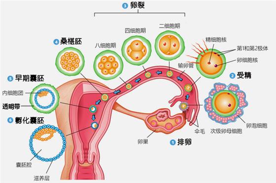 试管婴儿价 试管婴儿价
