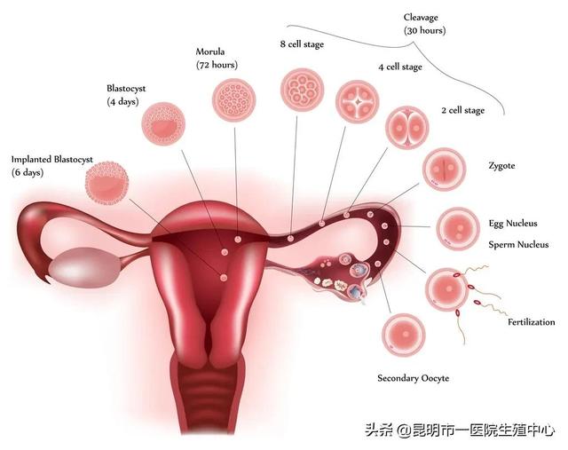 试管婴儿卵泡多大适宜 试管婴儿卵泡多大适宜