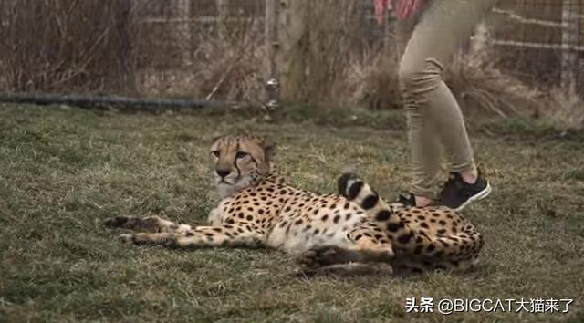 试管婴儿物种 试管婴儿物种