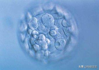 试管婴儿冻胚和囊胚 试管婴儿冻胚和囊胚