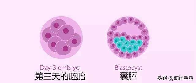 试管婴儿冻胚和囊胚 试管婴儿冻胚和囊胚