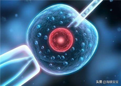 试管婴儿冻胚和囊胚 试管婴儿冻胚和囊胚