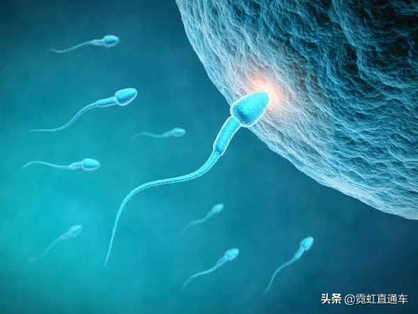 试管婴儿在目胚胎移植术是不是试管婴儿
