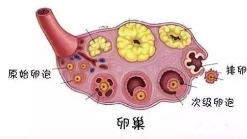 试管婴儿促排药 试管婴儿促排药