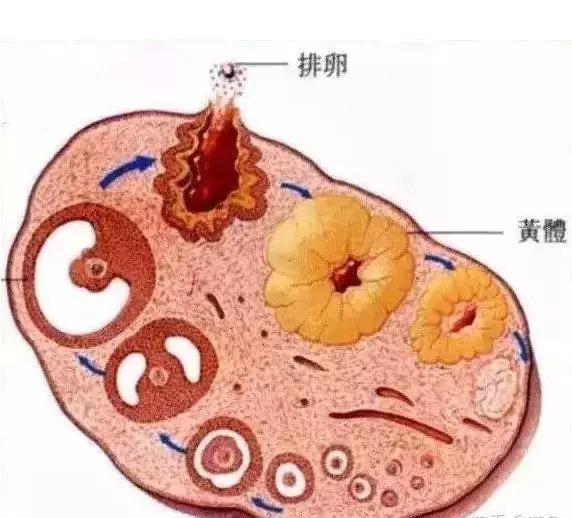 试管婴儿降调 试管婴儿降调