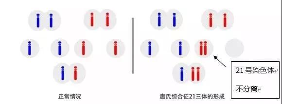 试管婴儿简介 试管婴儿简介