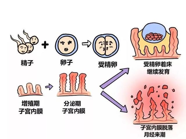 试管婴儿简介 试管婴儿简介