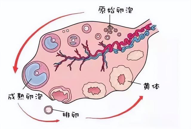 台湾试管婴儿流程