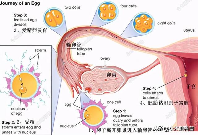 试管婴儿指啥(试管婴儿要花多少钱)