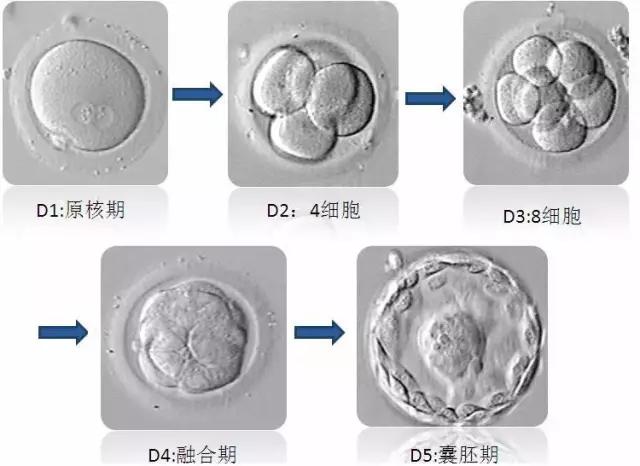 试管婴儿冻胚和鲜(试管婴儿内膜)
