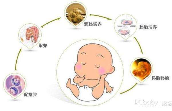 试管婴儿的发育生了试管婴儿后悔了