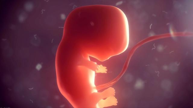 试管婴儿养囊胚 试管婴儿养囊胚