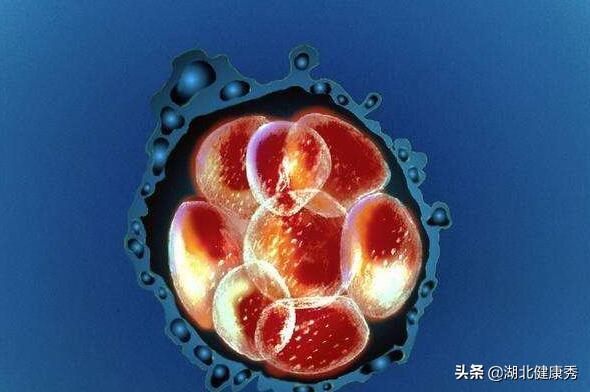试管婴儿几月份移植成功率高 试管婴儿几月份移植成功率高