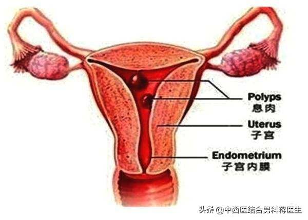 子宫内膜与试管婴儿 子宫内膜与试管婴儿