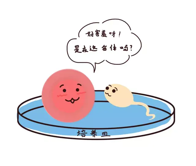 人工受精和试管婴儿有区别吗 人工受精和试管婴儿有区别吗