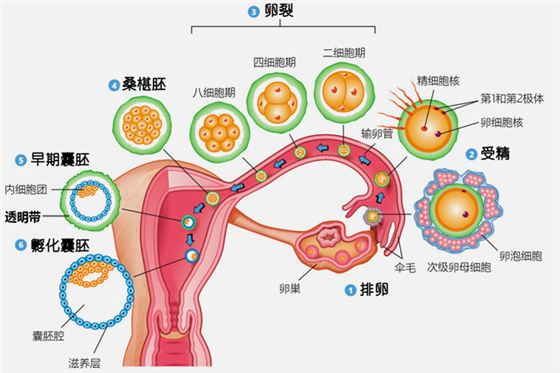 的医院试管婴儿多少钱 的医院试管婴儿多少钱
