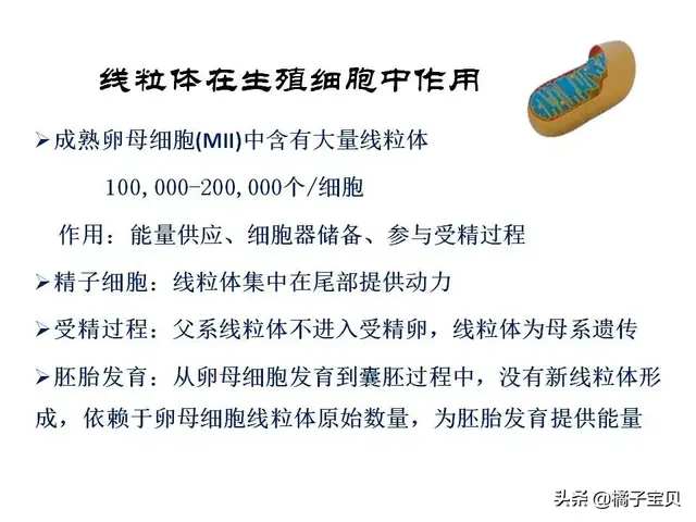 q10辅酶试管婴儿 q10辅酶试管婴儿