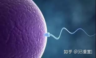 试管婴儿卵子精子二代(二代试管婴儿是否健康)