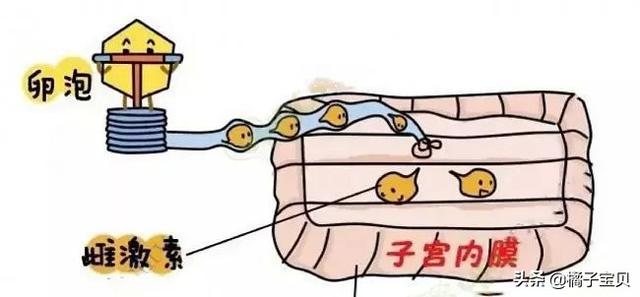 试管婴儿内膜薄 试管婴儿内膜薄