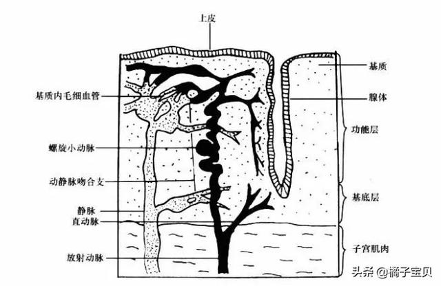 试管婴儿内膜薄 试管婴儿内膜薄