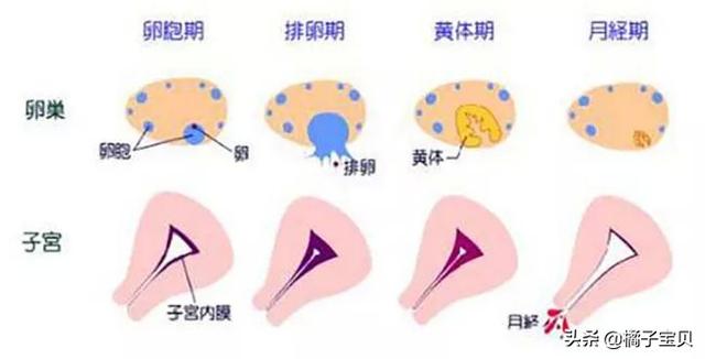 试管婴儿内膜薄 试管婴儿内膜薄