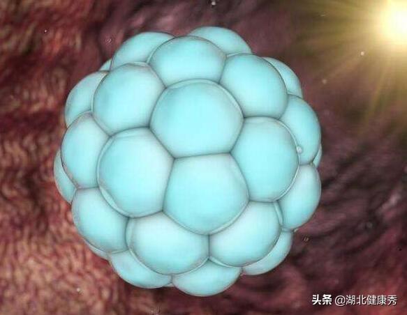 试管婴儿第12天 试管婴儿第12天