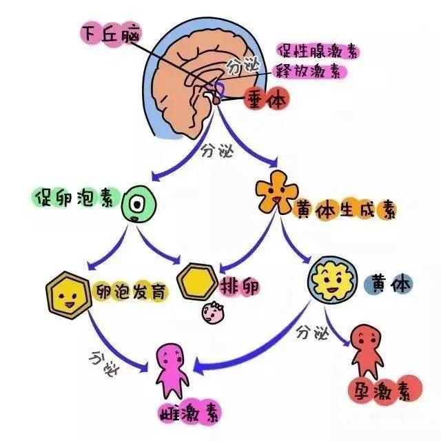 试管婴儿胖 试管婴儿胖