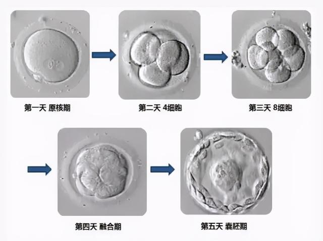 试管婴儿论文 试管婴儿论文