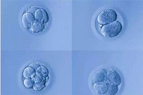 最新试管婴儿成功视频 最新试管婴儿成功视频