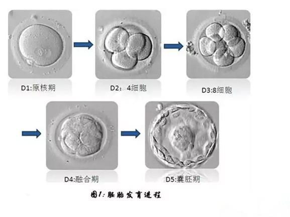 试管婴儿囊胚和冻胚囊胚一般移植几个